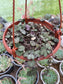 Ceropegia Woodii