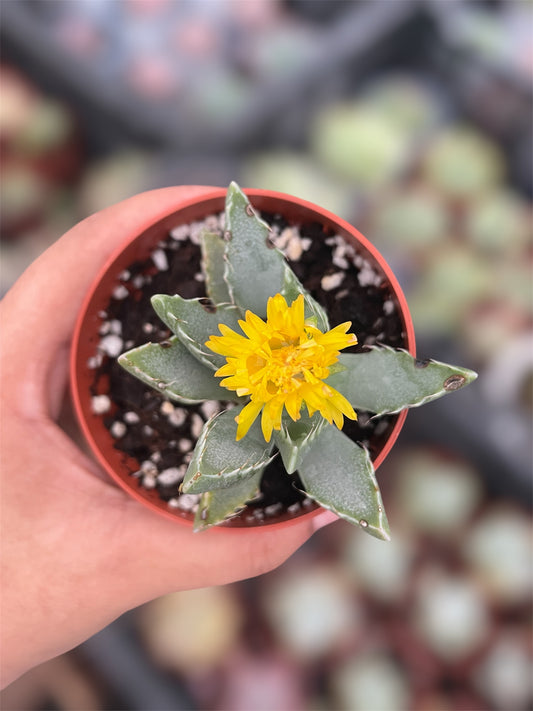 Faucaria Tigrina