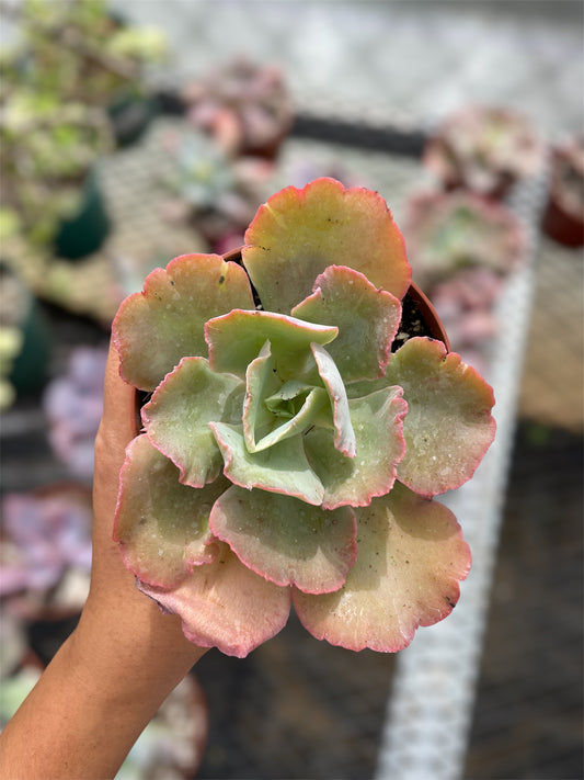 Echeveria Chantilly
