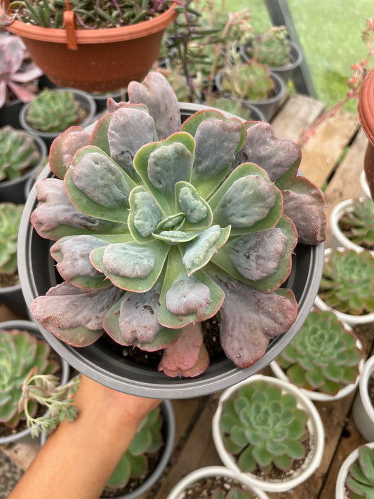 Echeveria Heart's Delight