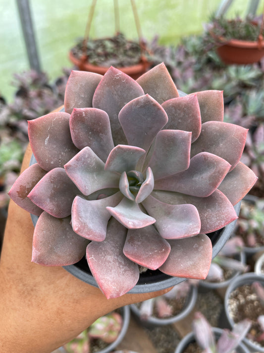 Echeveria Debbie