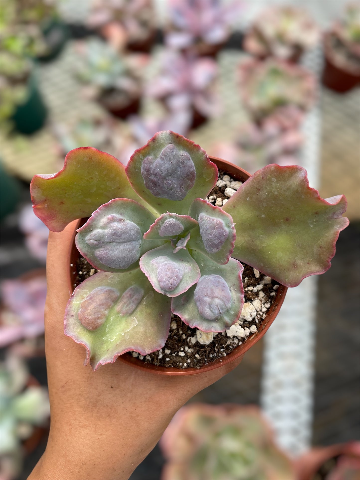 Echeveria Lilac Snow