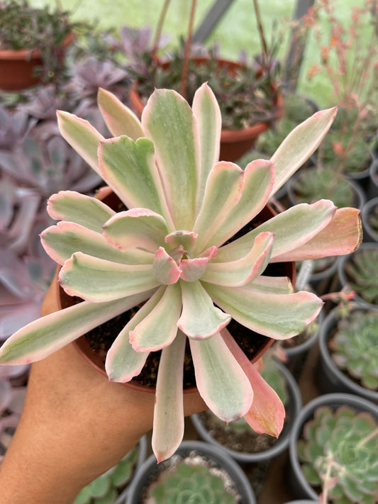 Echeveria Hollwayii Variegada
