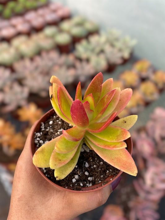 Crassula Campitella Campfire