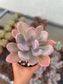 Pachyphytum Sin ID