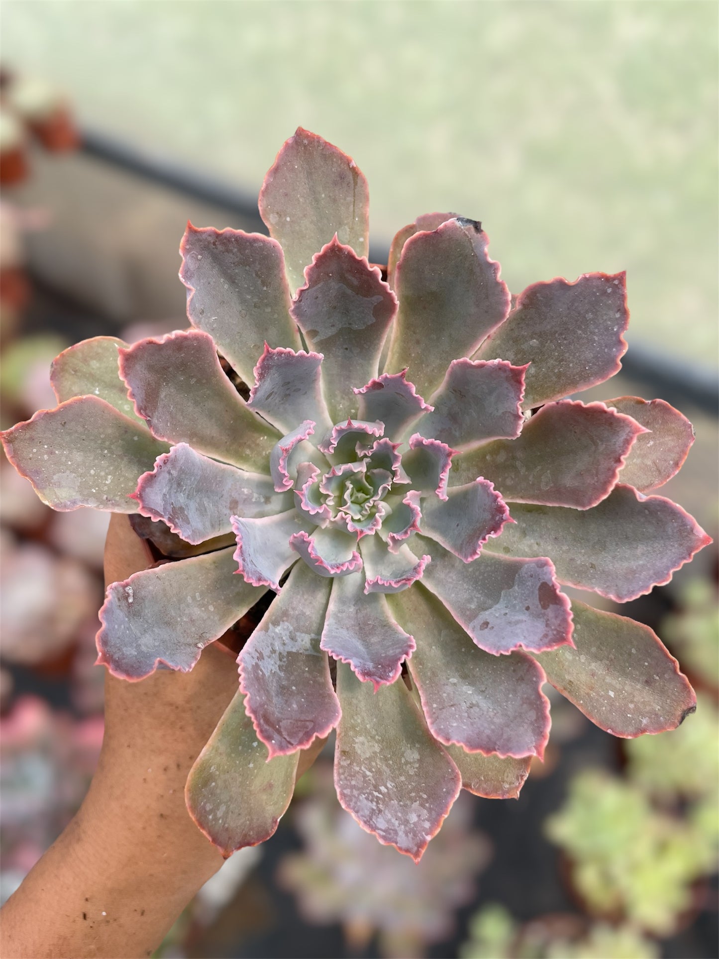 Echeveria Neón Breaker