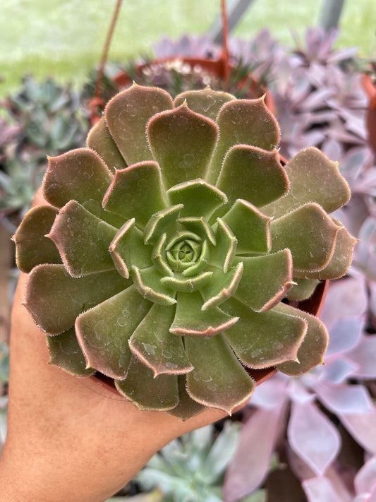 Echeveria Brow Rose