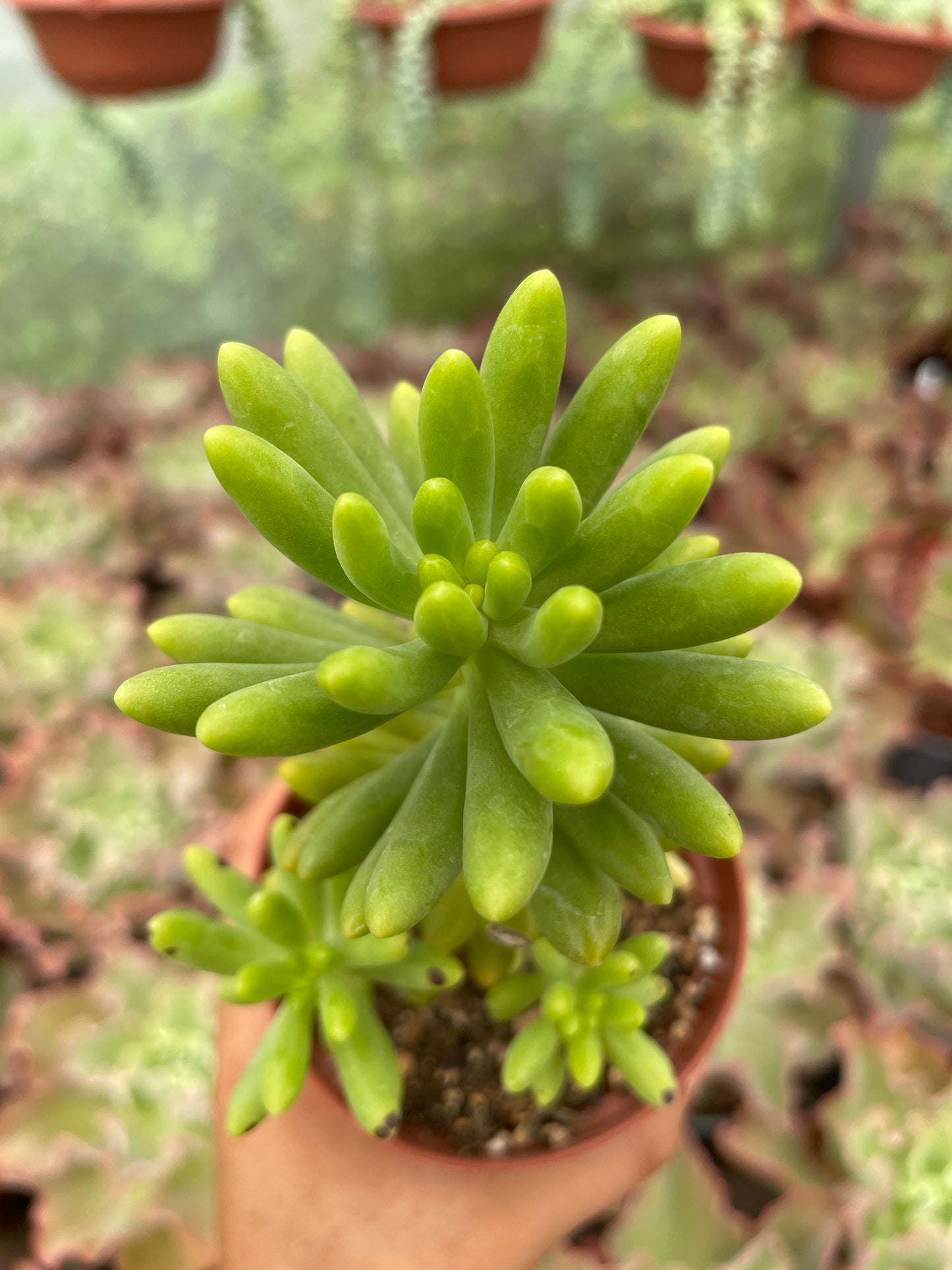 Sedum Sin ID