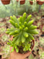 Sedum Sin ID