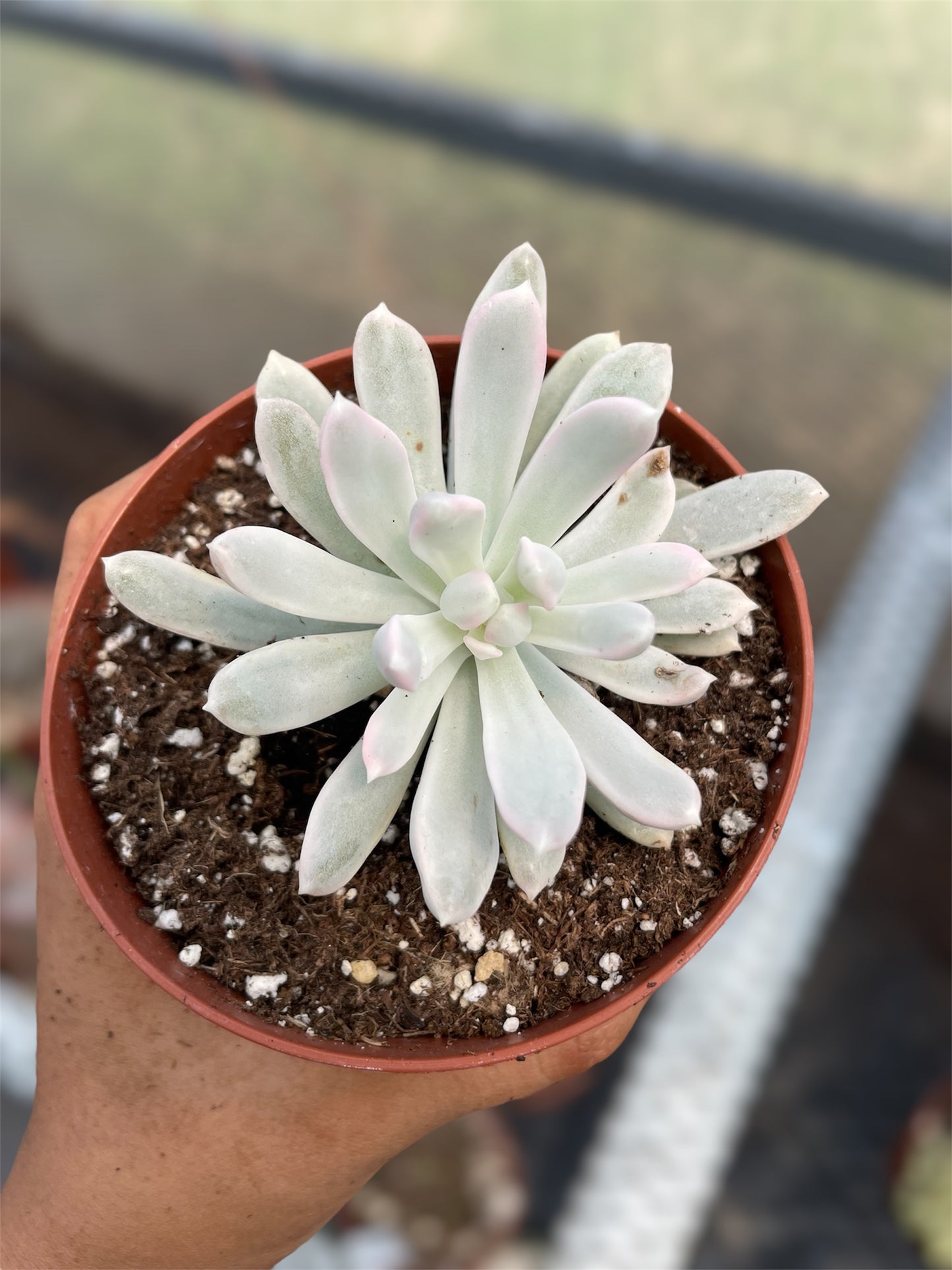 Echeveria Rolly Polly Variegada