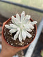 Echeveria Rolly Polly Variegada