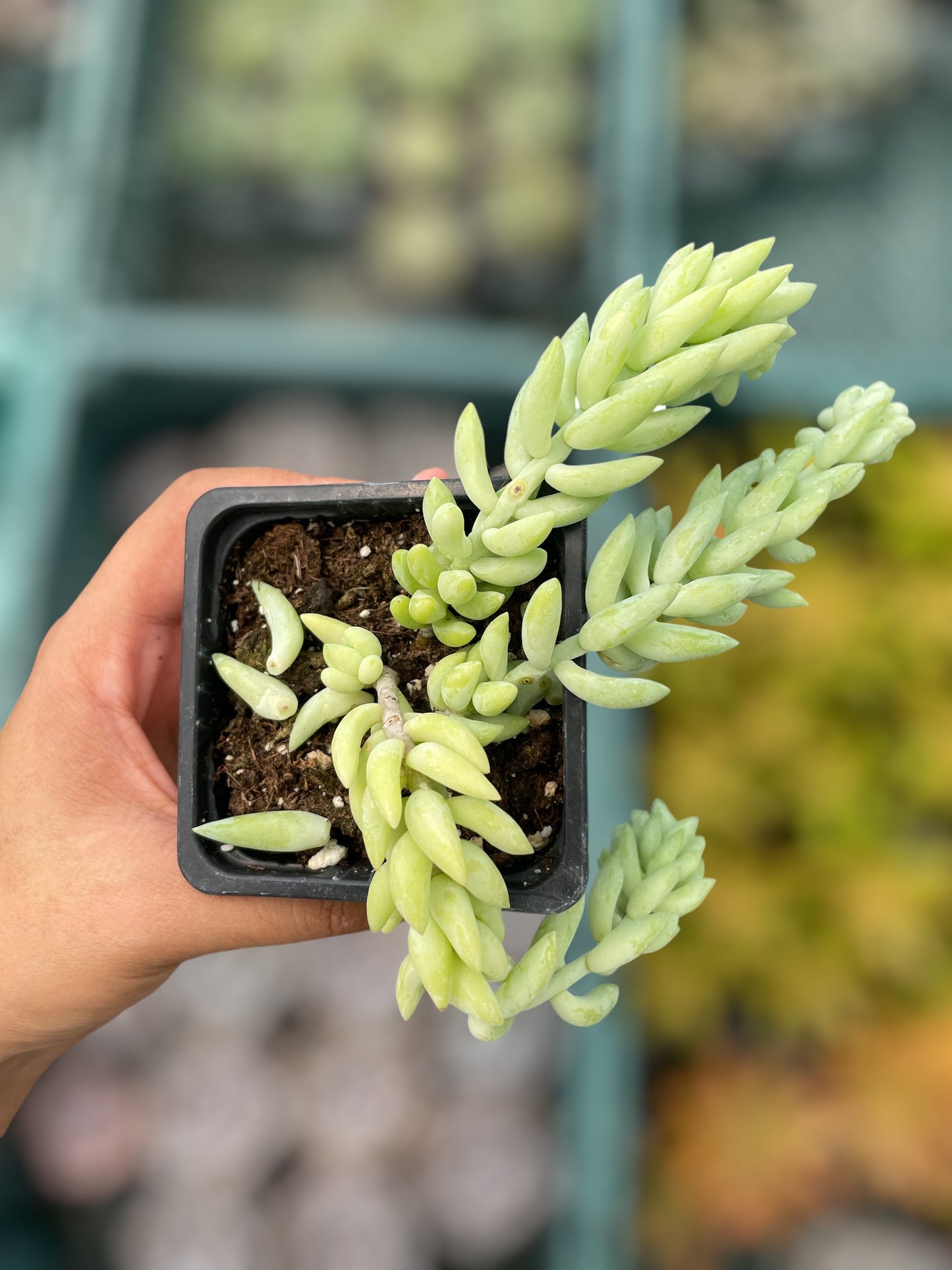 Sedum Morganianum