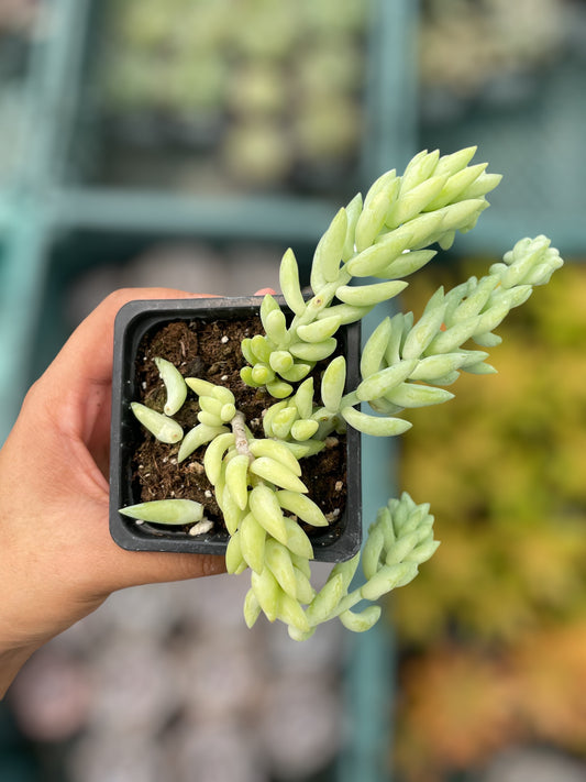 Sedum Morganianum