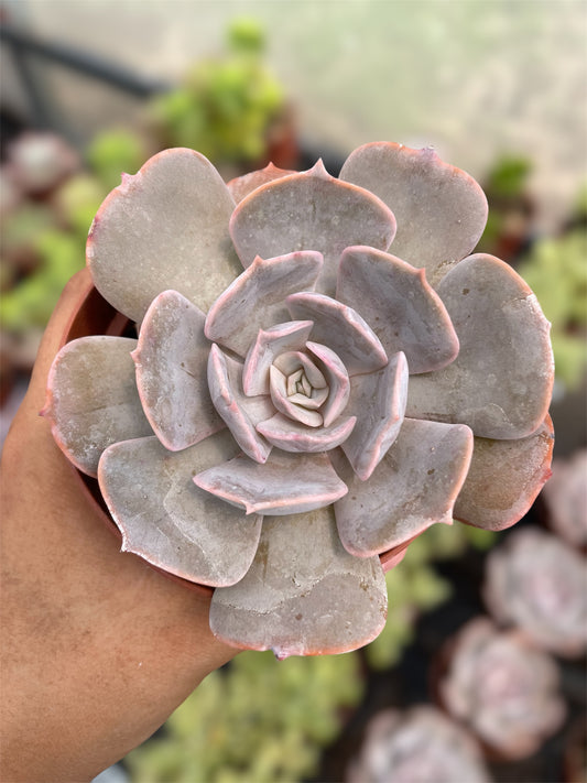 Echeveria Pollux