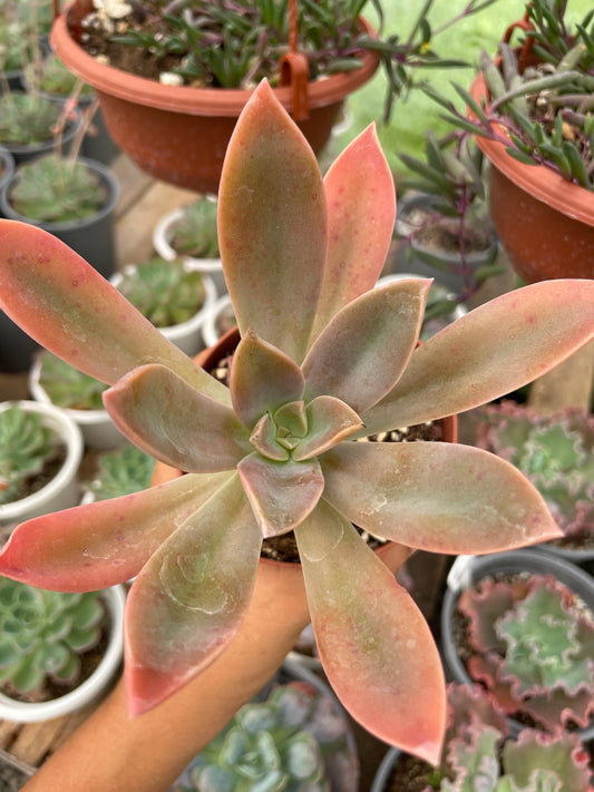 Graptoveria Fred Ives