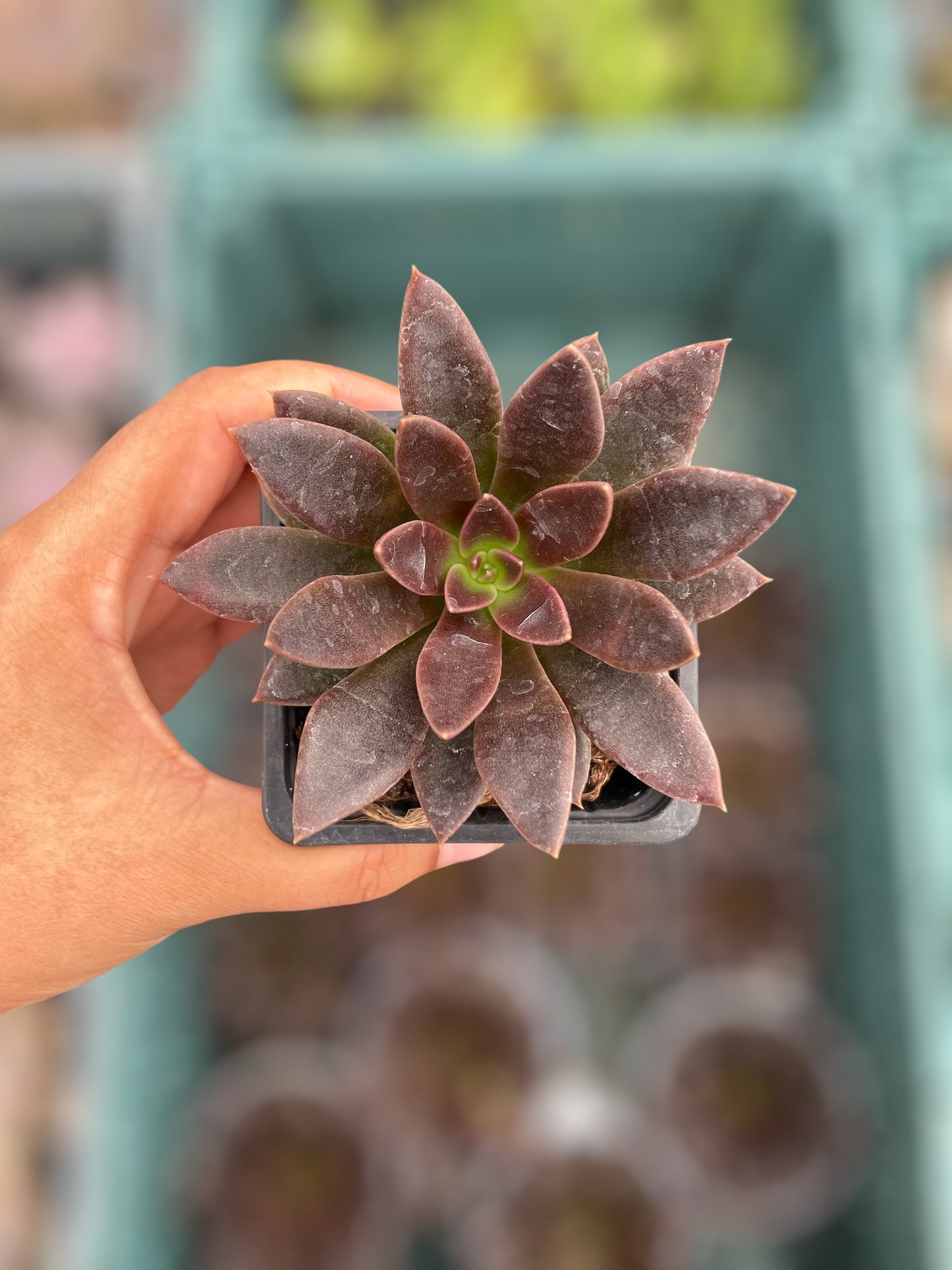 Echeveria Serrana