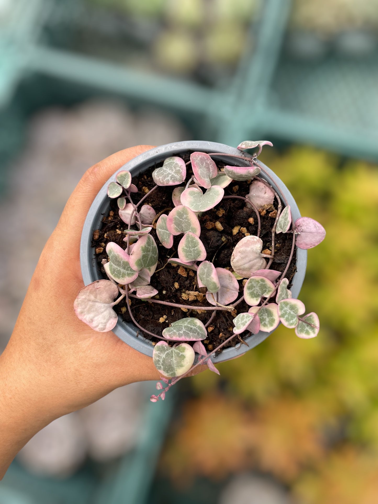 Ceropegia Woodii Variegada