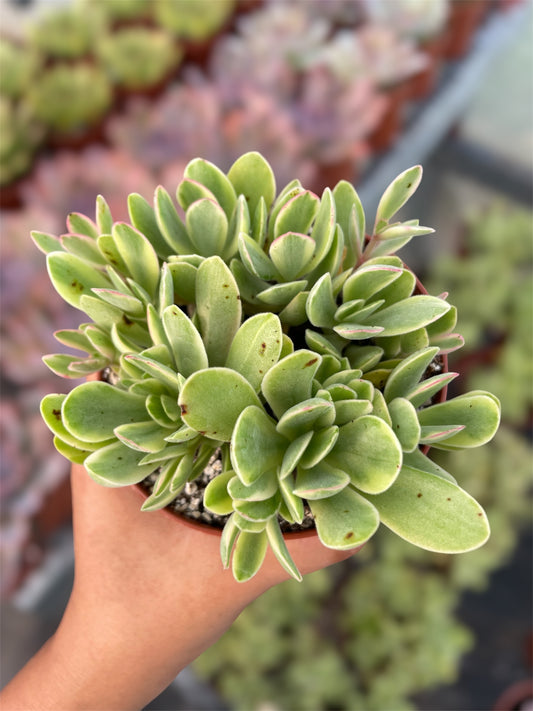 Crassula Money Maker