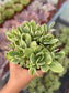 Crassula Money Maker