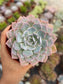 Echeveria Shaviana