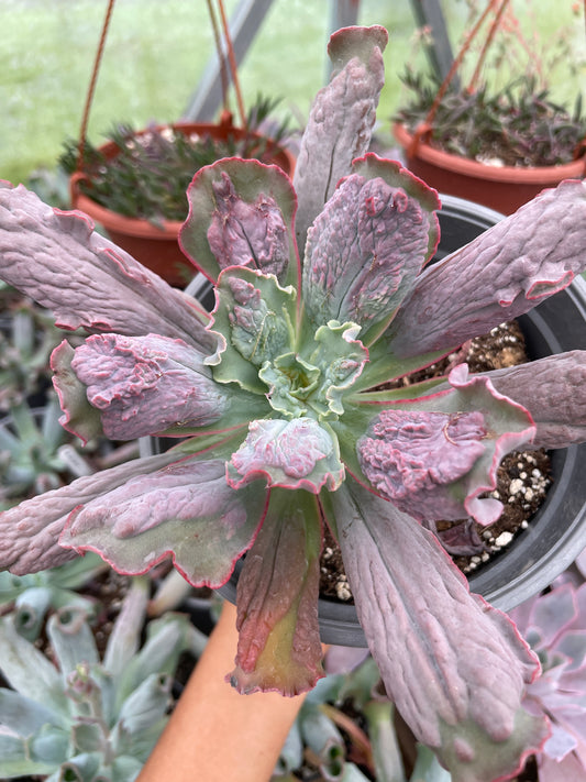 Echeveria Linguas
