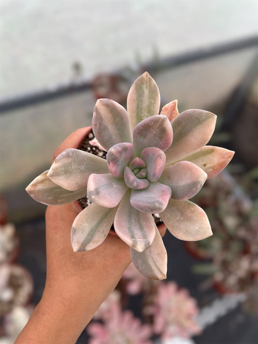 Pachyphytum Pachyphytoides Variegado