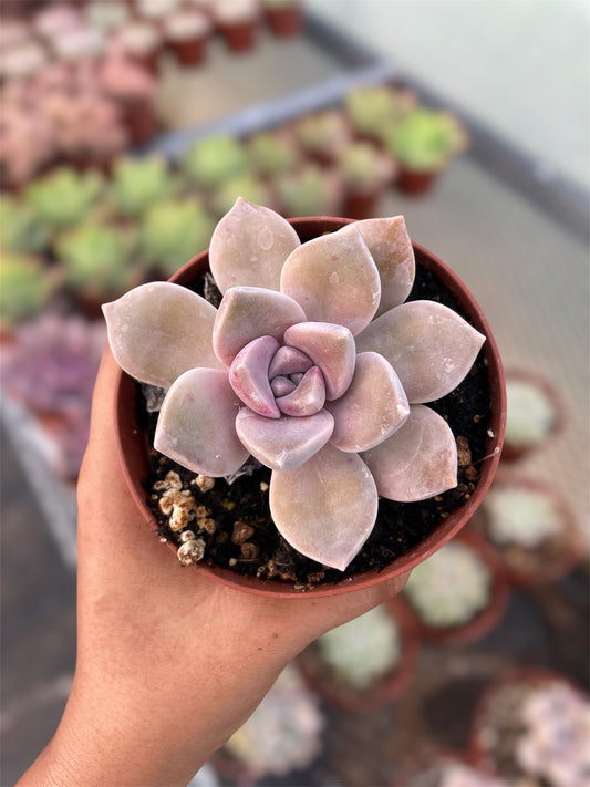 Graptopetalum Purple Delight