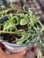 Senecio Kleiniiformis