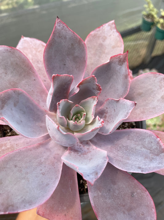 Echeveria Afterglow