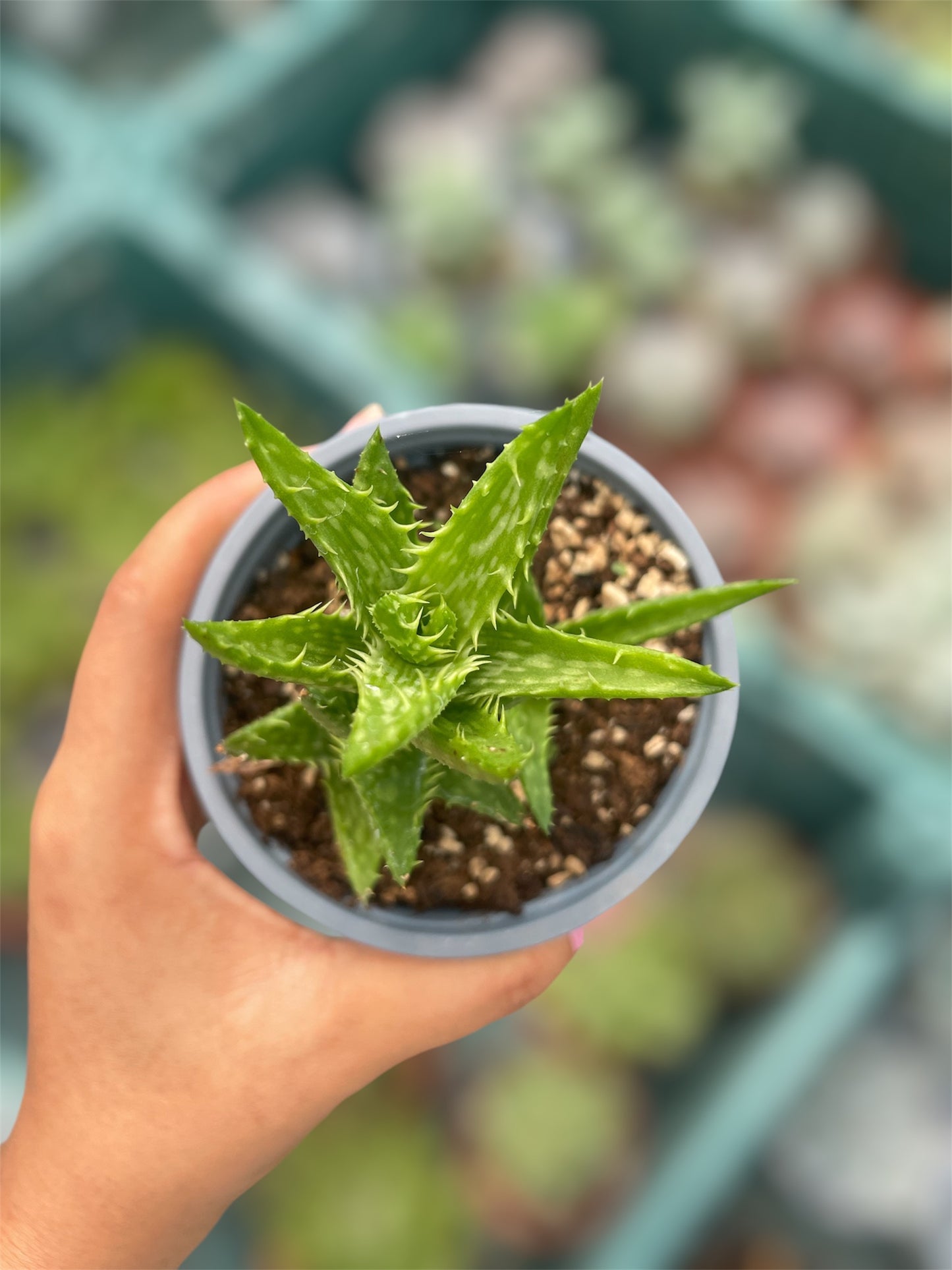 Aloe Juvenna