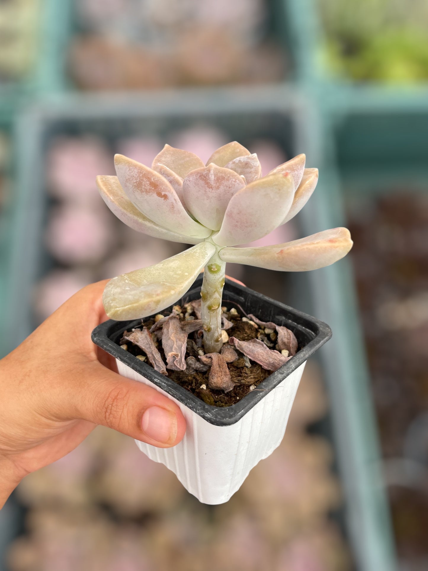 Graptopetalum Purple Delight