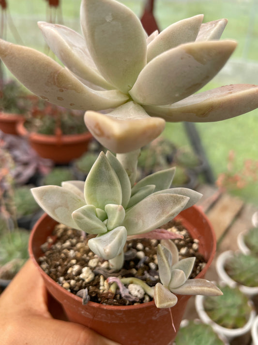 Graptopetalum Paraguayense