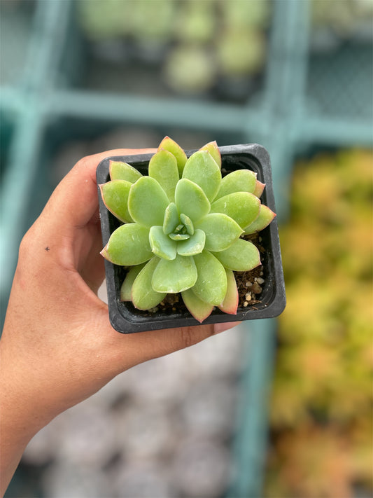 Echeveria Lemon Lime