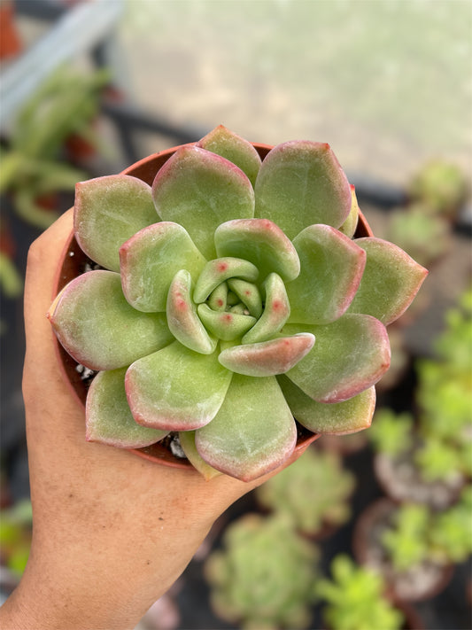 Echeveria Champán