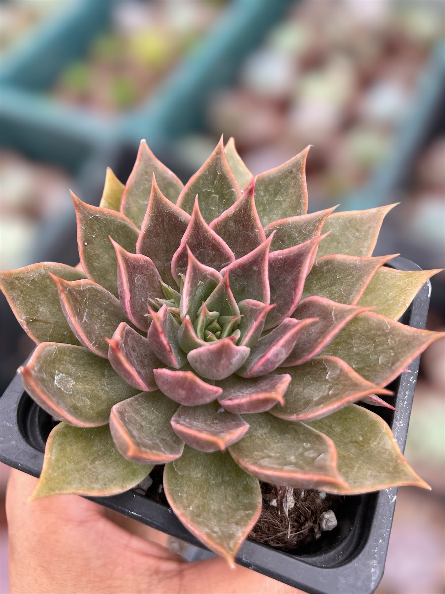 Echeveria Sin ID