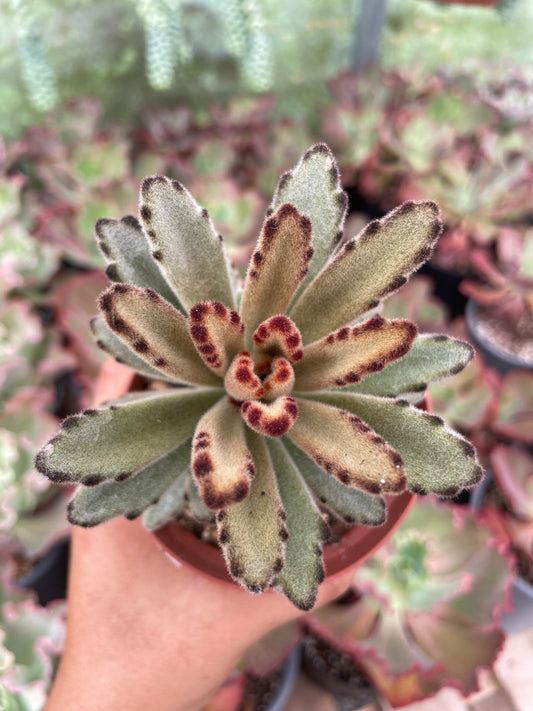 Kalanchoe Tomentosa Cafe
