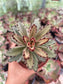 Kalanchoe Tomentosa Cafe