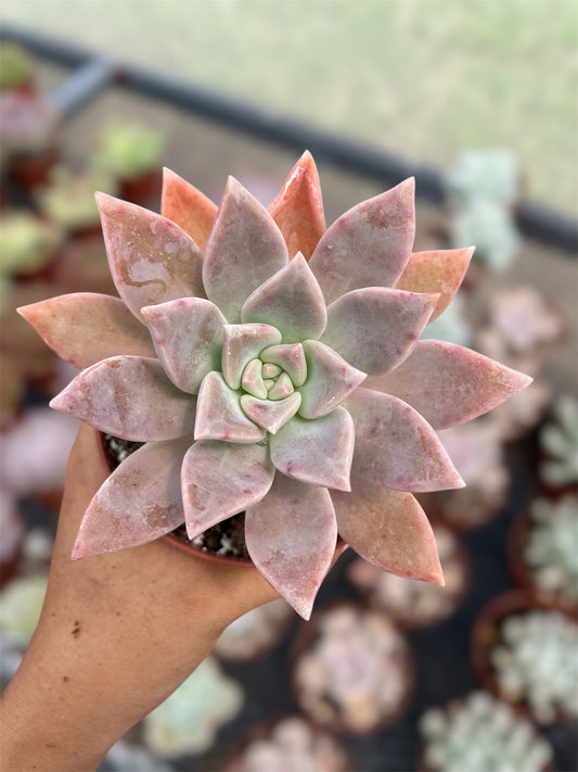 Graptopetalum Ghost