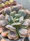 Echeveria Heart's Delight