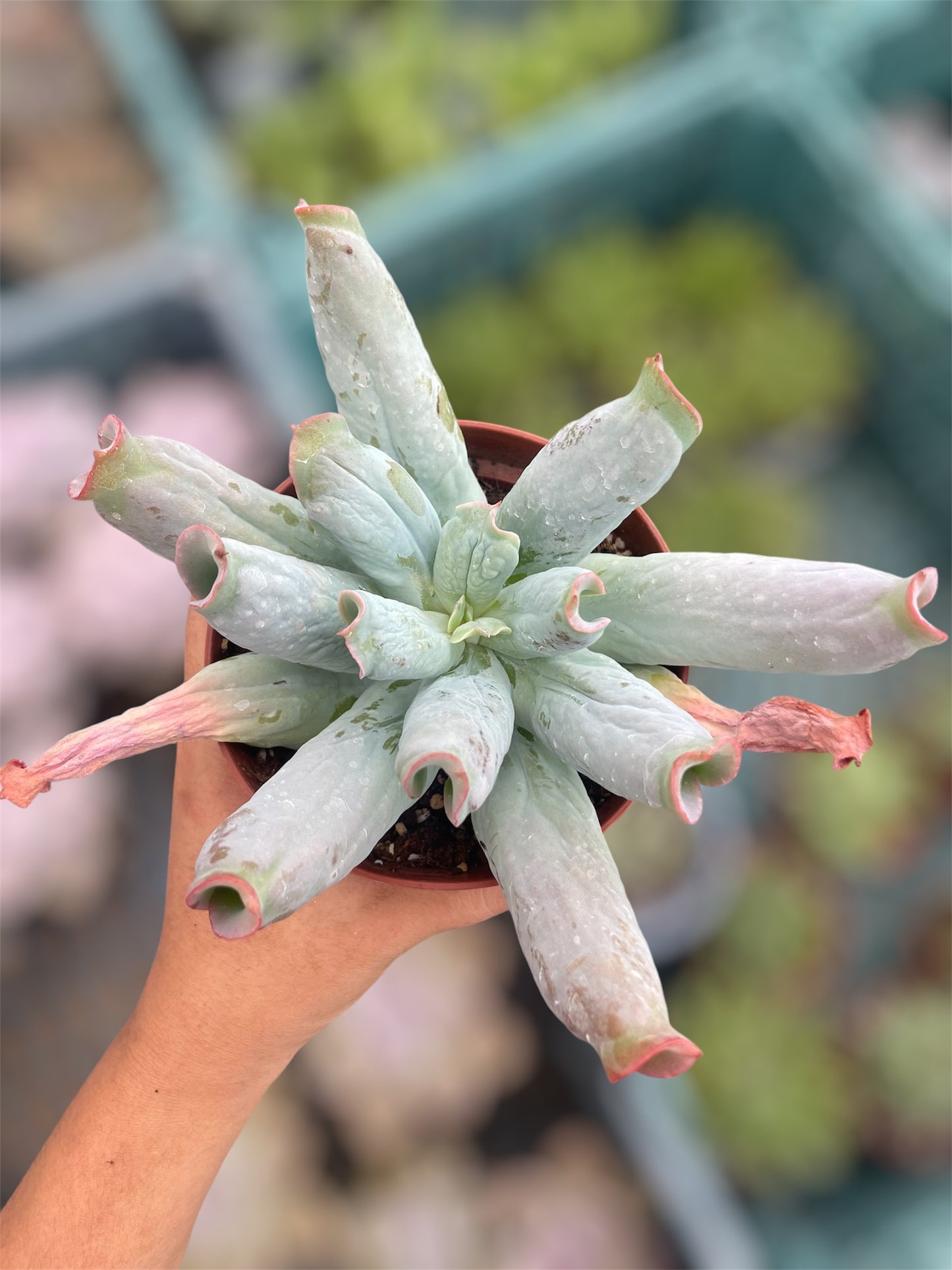 Echeveria Culibra