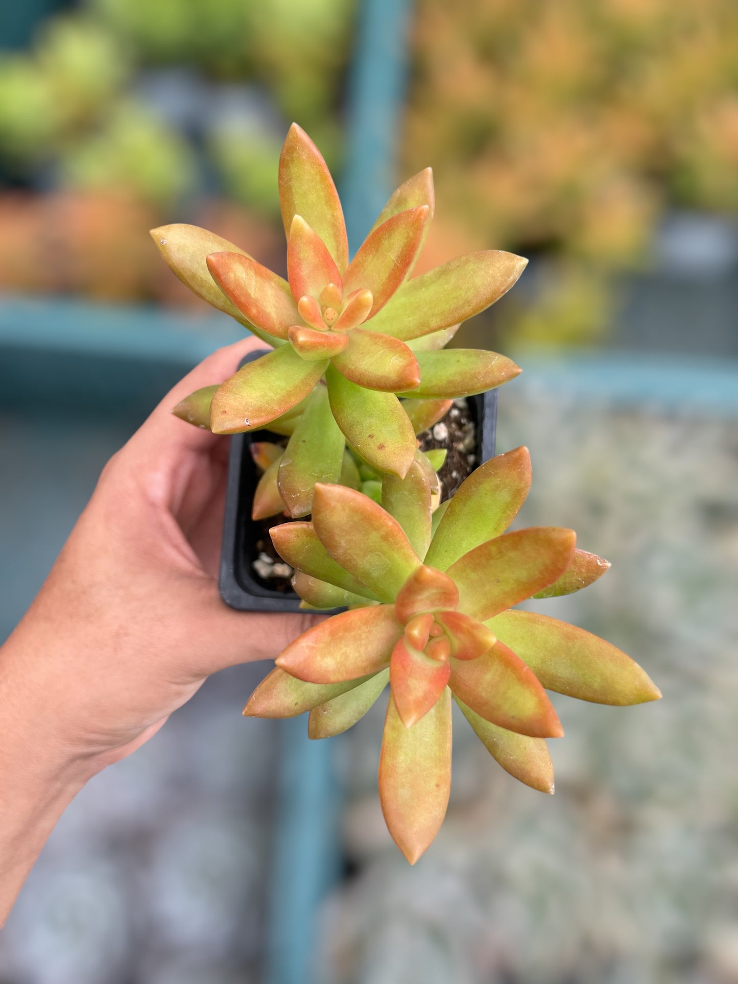 Sedum nussbaumerianum