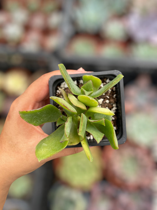 Crassula Ovata Undulata