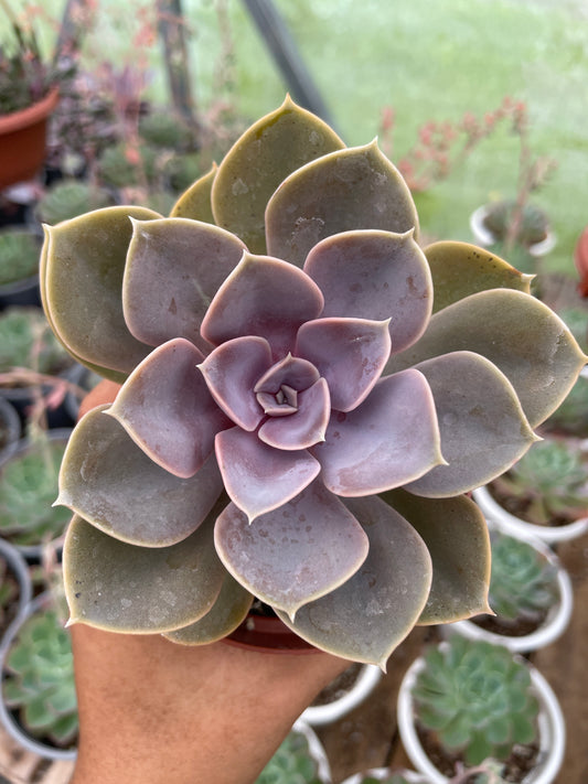 Echeveria Perle Von Nurnberg
