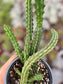 Huernia Macrocarpa