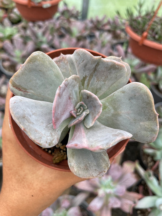 Echeveria Pollux Monstruosa