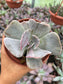 Echeveria Pollux Monstruosa