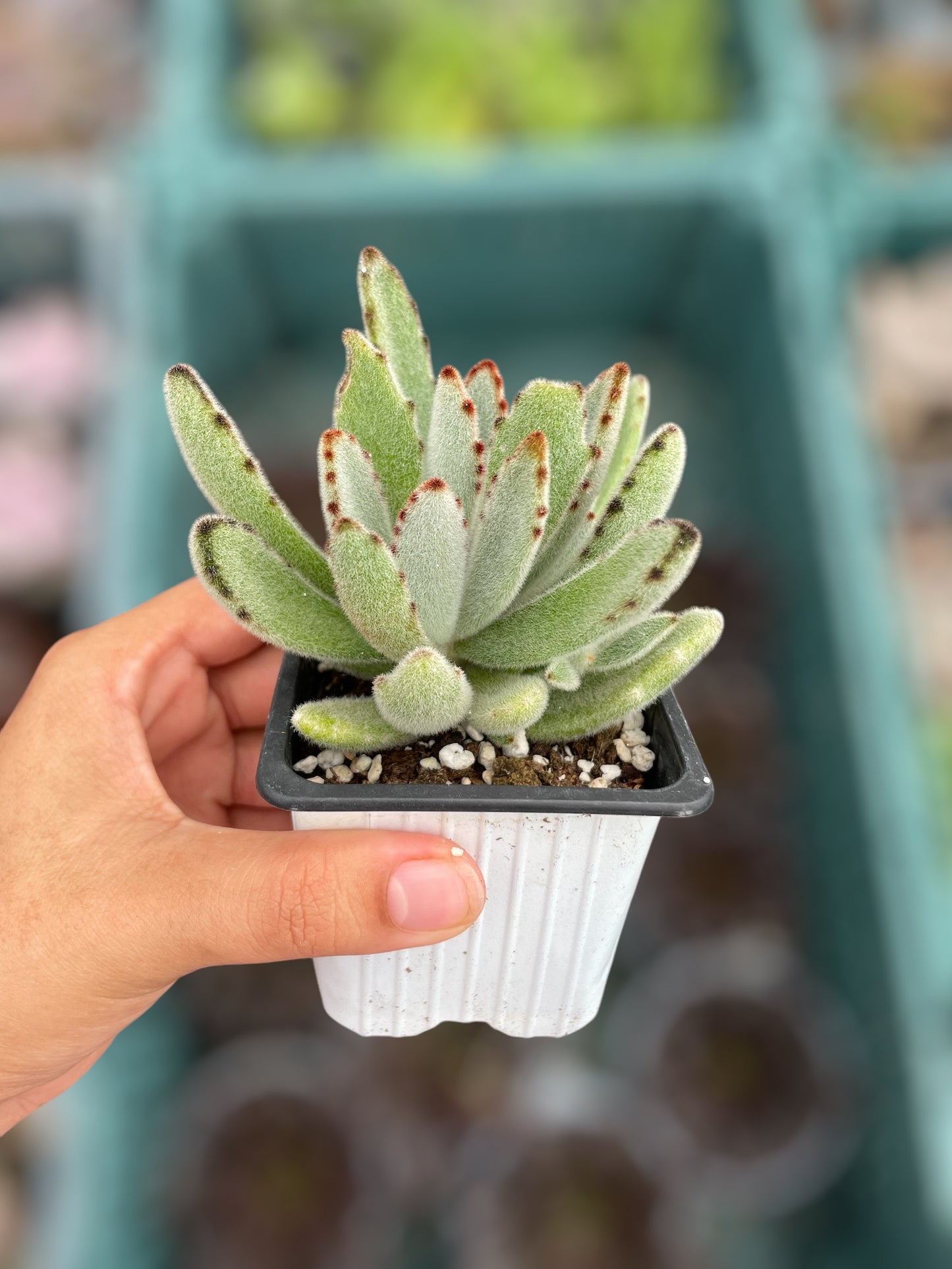 Kalanchoe Tomentosa