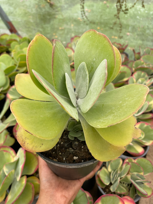 Kalanchoe Thyrsiflora