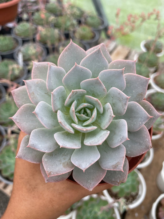 Echeveria Peacockii