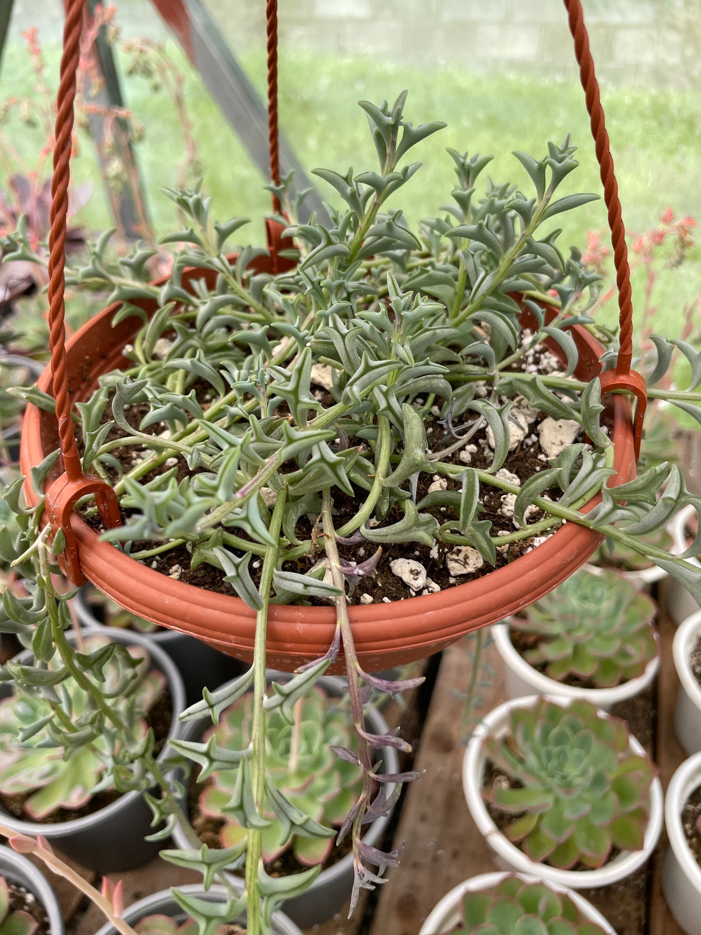 Senecio Kleiniiformis